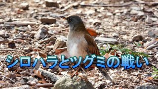 シロハラとツグミの戦い、マイペースなシメ、4K  (みかも山東公園) Wild birds sometimes fight.