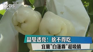 晶瑩透亮！宜蘭「白蓮霧」超吸睛　捨不得吃