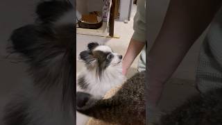 次はぼくの番だよ！と健気に我慢するパピヨン犬そら #ねこ好き #キジ猫 #いぬのいる生活 #パピヨン