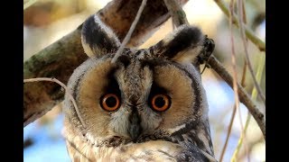 804. Kalous ušatý, Long-eared Owl, Waldohreule, Hibou moyen-duc, Ушастая сова, Uszatka zwyczajna