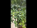 Update: Kaffir Lime, fruits and flowers