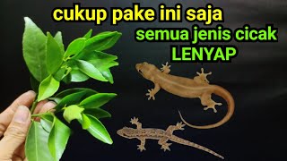 TERNYATA CUMA PAKE INI SAJA,RUMAH BEBAS CICAK SELAMANYA ‼️