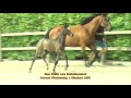 32 Que Belle van Schuttershof