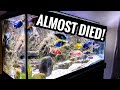 ALL of My AFRICAN CICHLIDS Almost DIED!!!