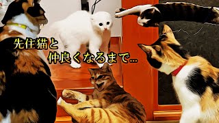 【威嚇】新入り子猫と先住猫たちが仲良くなるまで...