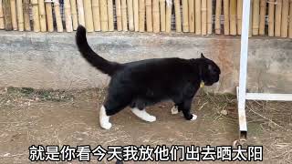 彪彪子也是有靠山的小猫了！#猫咪的迷惑行为#多猫家庭#万物可爱计划#我和猫咪的日常