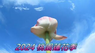 2024桃園蓮花季(6月系列四)