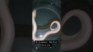 Belut Langka !!! Siluman Belut Putih 😬