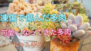 [多肉植物]凍傷になったり❄️凍ったり❄️可愛くなった多肉達✨