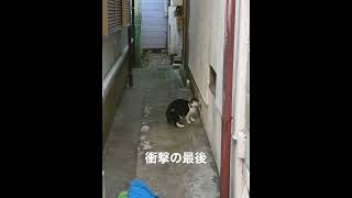 北千住の野良猫 Stray cats in Kitasenju, Tokyo  东京北千住的流浪猫 #stray #straycats #北千住 #野良猫 #流浪猫 #猫 #cats