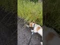 大雨の後に現れた謎の石？ shorts ジャックラッセルテリア jackrussellterrier