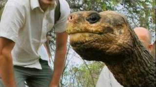 Lonesome George the Galapagos Tortoise - Explore - BBC