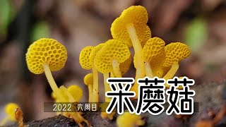 来来来，泡泡一边找蘑菇一边教你们识别蘑菇！【泡泡的梦想家园】