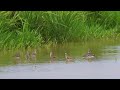 コアオアシシギ　marsh sandpiper　石垣島