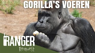 GORILLA'S VOEREN | Ranger Request