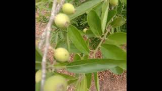 ಅಂಕೋಲೆ ಮರ