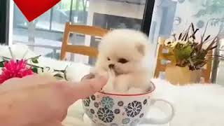 Very small dog, tea cup puppie