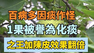 百病多因痰作怪！1味果被譽為化痰之王，和陳皮一起煮一煮，功效翻倍還好喝，化全身之痰！