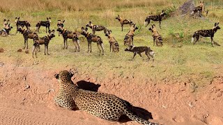 OMG! Leopard Bites Puppy To Death, Surrounded By African Wild Dogs In Revenge