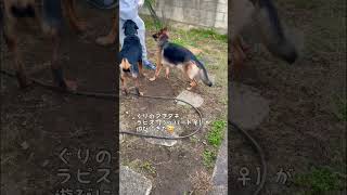 仲が良すぎるロットワイラーとシェパード【ドーベルマンの原種犬】