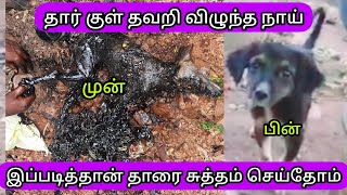 தார் குள் தவறி விழுந்த நாய் இப்படித்தான் தாரை சுத்தம் செய்தோம்|SnakeSaga