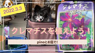 【pinoの庭】フェンスに這わせたいのでクレマチスを植えました。見えないわんこのpinoと狭〜いお庭でガーデニングです。