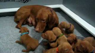 Vizsla Puppies - 3 weeks old