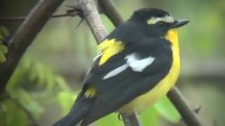 Yellow-rumped Flycatcher 4