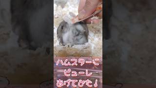 ハムスターにピューレ与えたらラッコ食いしてくれました#hamster #shots