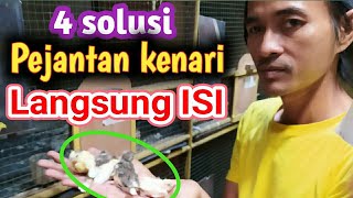 wajib tau !!! cara merawat pejantan kenari tidak isi [waktu di kawinkan]