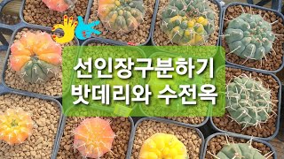 [선인장이야기]밧데리.수전옥선인장구분하기(Gymnocalycium vatteri stellatum)