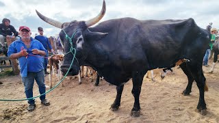 GADO GIGANTE EM CAPOEIRAS-PE  13-12-2024 #nordeste