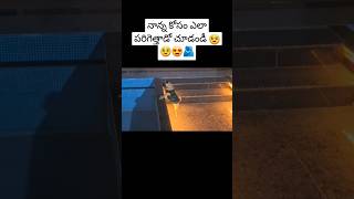 నాన్న కోసం ఎలా పరిగెత్తాడో చూడండీ 🥹🥹😍🫂 pug #dogs #doglover #telugu #cutepets #petlover #puppys