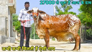 27000 से आज के दाम शुरू, 10 से 20 लीटर दूध, 6 गाय बिकाऊ। Low Price Cows For Sale, Kuldeep Rao Ji