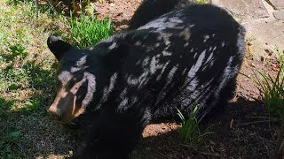 Bear Ruby's Quick 'n Easy Snack Tips