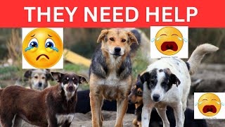 Heartbreaking Street Dogs In Desperate Need Of Help