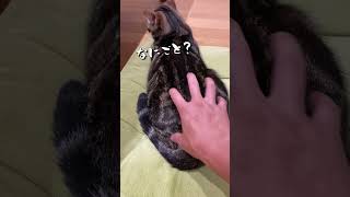 触り心地の良さそうな背中が落ちてました【アメショのほっけ】 #猫