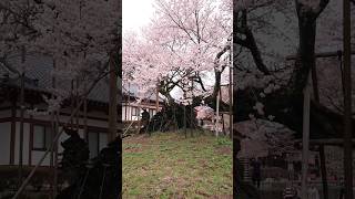 2024 神代桜 樹齢2000年の桜 北杜市實相寺 #shorts #神代桜 #桜 #北杜市 #山梨県 #實相寺