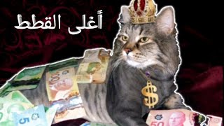 The most expensive cats of the world-تعرف على أغلى القطط في العالم