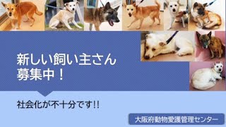 「人馴れしていない犬」について