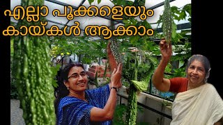 കൃത്രിമ പരാഗണo | Bitter Gourd  Cultivation ( പാവയ്ക്ക കൃഷി )| Artificial pollination.