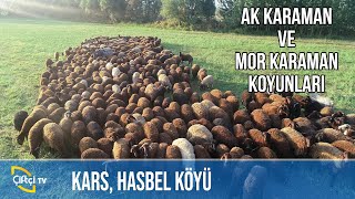 Ak Karaman ve Mor Karaman Koyunları! -KÜÇÜKBAŞ DÜNYASI