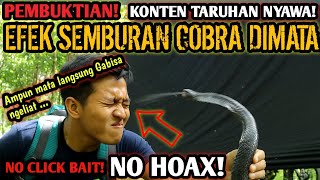 EFEK SEMBURAN BISA ULAR COBRA KE MATA!! TEST BISA ULAR COBRA LANGSUNG KE MATA! APAKAH MATA BUTA?