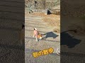 ビーグル栗🌰朝の散歩 ビーグル ビーグル犬栗 beagle beagles pet ペット 大阪 萌 かわいい 犬 比格 比格犬板栗 比格大魔王