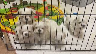 Maltese puppies want freedom 😃