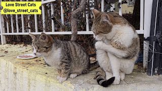 A Mother Cat's Instinct to Protect Her Kitten: Always on Alert 🐾❤️ | Love Street Cats