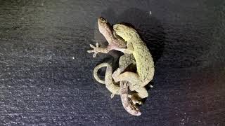 ヤモリの交尾愛の営み！Mating of the gecko