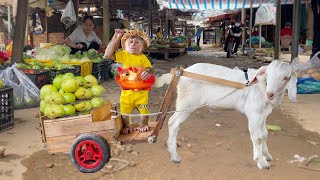 Farmer Cutis Takes Goat Harvest Guava Sell Buy Piggy Bank