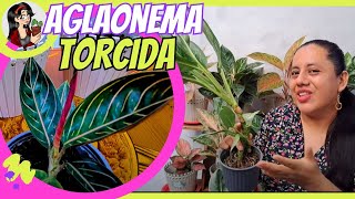 Enderezamos esta AGLAONEMA en solo 10 minutos, así