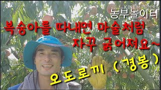 복숭아를 따내면 마술처럼 자꾸 굵어져요~  If you pick up the peach, it grows thicker. 백도 오도로끼 경봉 탄저병